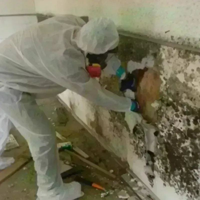 Mold Remediation and Removal in Pioneer, OH